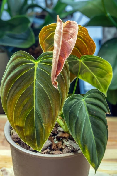 Philodendron melanochrysum, tropikal bir bitki, pembe renkli yeni bir yaprak yayıyor.