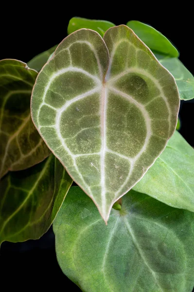 stock image A new heart-shaped leaf emerges on Anthurium clarinervium, a tropical plant in the aroid family