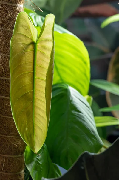 New Leaf Unfurls Philodendron Tenue Species Aroid Family Leaf Emerges — kuvapankkivalokuva