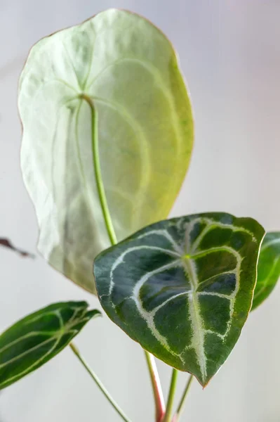 Anthurium Forgetii Rare Tropical Houseplant Aroid Family Has Leaves Closed — Stock Photo, Image