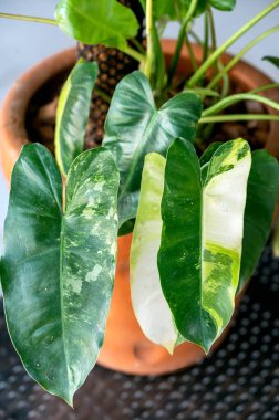 Philodendron Burle Marx 'ın değişik formu. Her yaprağın farklı bir deseni var.