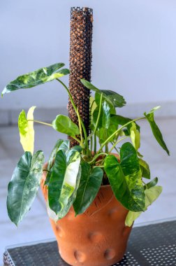 Philodendron Burle Marx 'ın değişik formu. Her yaprağın farklı bir deseni var.