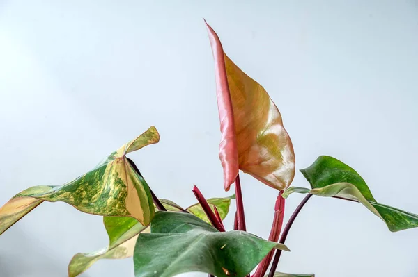 A new leaf unfurls on Philodendron Strawberry Shake, a plant with red stems and variegated leaves with white, cream, yellow and red splashes of color