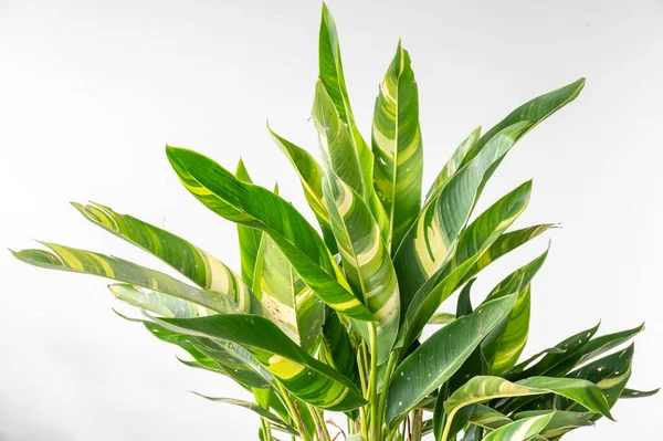 Heliconia psittacorum 'Lady Di' bu tropik bahçe bitkisinin değişik bir biçimi.