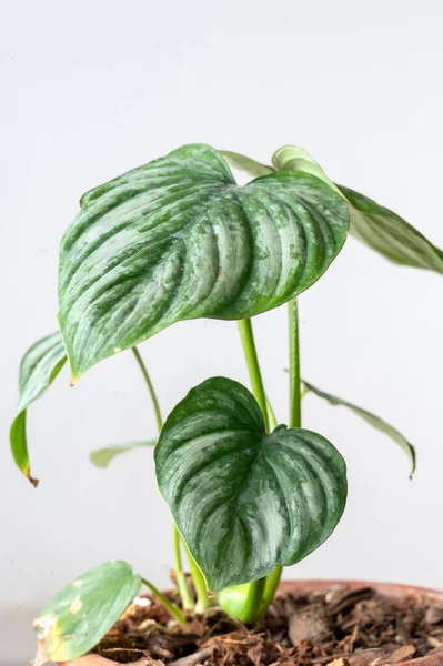 Philodendron Mamei çekici yapraklarla filizleniyor