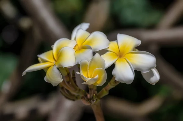 梅花或弗兰吉帕尼花 热带树上芬芳的花朵 黄白色相间 — 图库照片