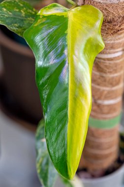 Philodendron domesticum variegata. Bu yeni yaprağın üzerinde ilginç bir yarım ay deseni var. Çeşitlilik rastlantısaldır ve her yaprak farklıdır