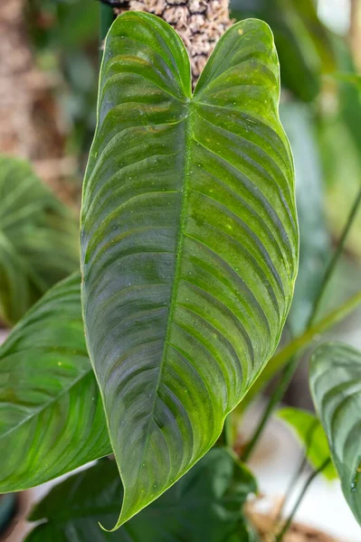 Philodendron Tenue Trooppinen Aroid Kasvi Pitkä Uurrettu Lehdet Kiipeilykasvi Silti — kuvapankkivalokuva