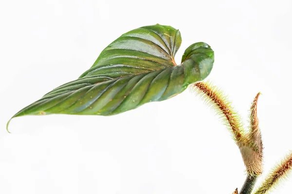 Philodendron yılanları (