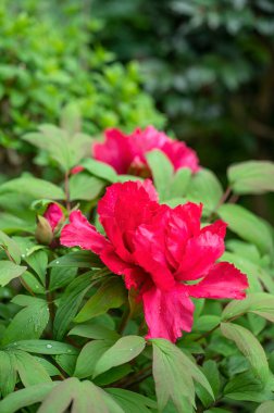 Ağaç şakayığı Kao kırmızı çiçekli bir Japon melezi.