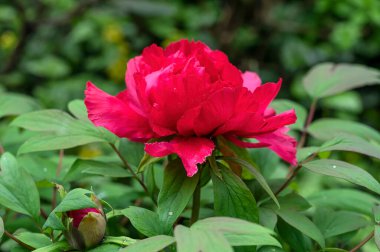 Ağaç şakayığı Kao kırmızı çiçekli bir Japon melezi.