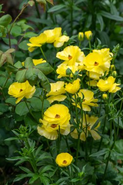 Kelebek Ranunculus çiçekleri balmumu görünümlü ve uzun ömürlüdür.