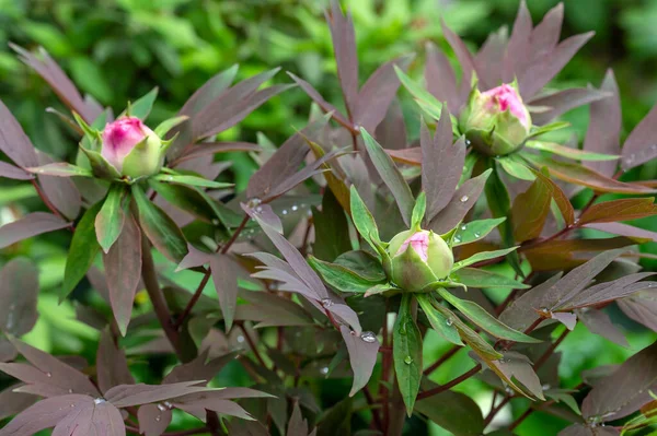 The buds of Tree Peony, Paeonia suffruticosa, Yachiyo Tsubaki, a pink flowered fully double peony with strong scent