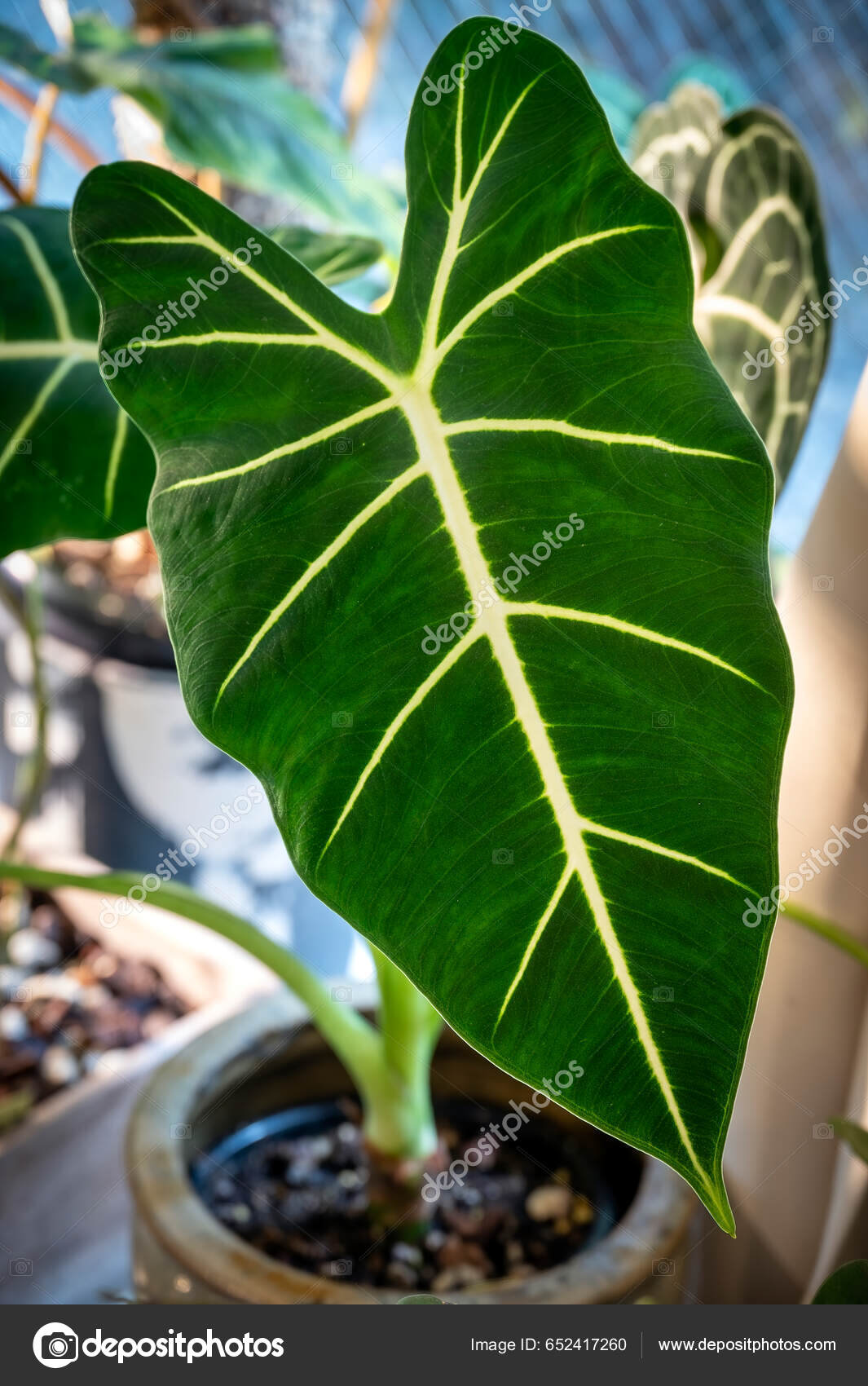 Alocasia Frydek - Forest Green