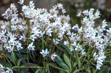 Dendrobium kingianum, Avustralya 'ya özgü bir orkide.