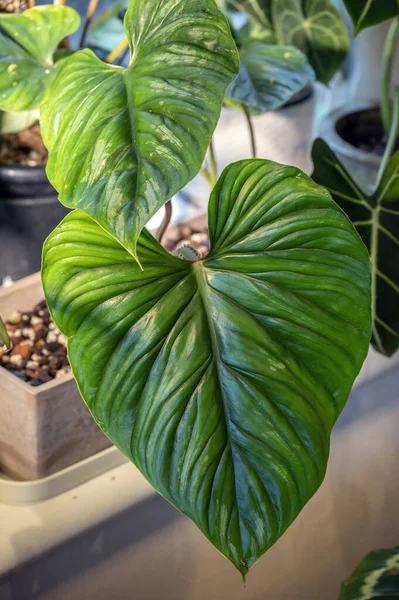 Philodendron plowmanii Ekvador ve Peru 'dan gelen büyüleyici bir sürüngen filodendronudur.