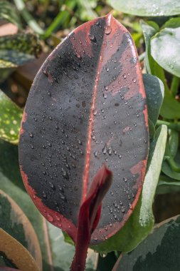 Ficus elastica 'Ruby' nin yaprağı, kırmızı yapraklı kauçuk bir bitki.
