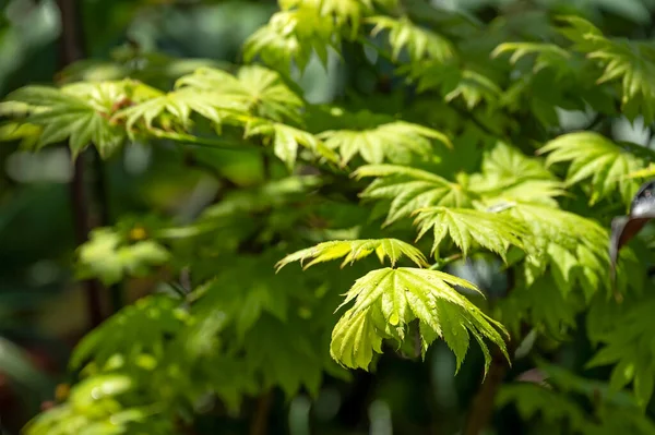 stock image Foliage of Acer shirasawanum 'Aureum' the Japanese Golden Full Moon Maple in spring, after the leaves have unfurled