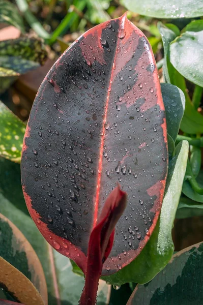 Ficus elastica 'Ruby' nin yaprağı, kırmızı yapraklı kauçuk bir bitki.