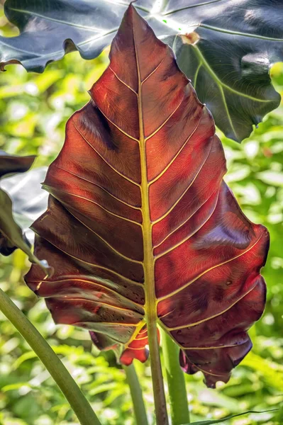 Alocasia Mayan Mask Гибридное Растение Ароидной Семье Elephant Ear Большими — стоковое фото