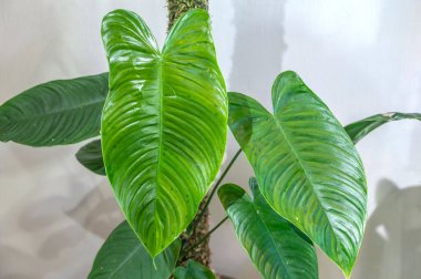 Philodendron tenue, Güney Amerika 'dan yükselen bir tropikal yaprak bitkisi ve aroid bitki ailesinin bir üyesi.