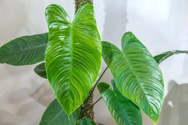 Philodendron tenue, a climbing tropical foliage plant from South America with large ribbed leaves, and a member of the aroid family of plants