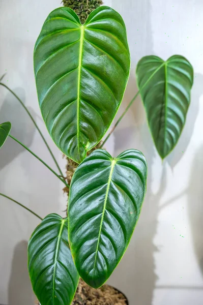 Philodendron Esmeraldense Tropical Aroid Plant Leathery Glossy Leaves — Stock Photo, Image
