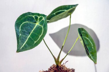 Anthurium forgeti, yaprağın tepesinde sinüs eksikliği olan alışılmadık bir yaprağı olan bir aroid bitkisidir.
