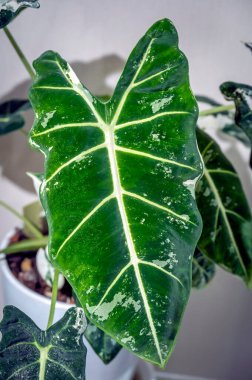 Alocasia Frydek variegata, yeşil kadife çeşitlendirilmiş alocasia aroid bitkisi