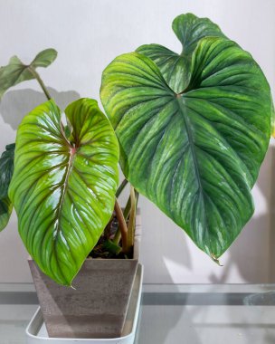 Philodendron plowmanii, Ekvador ve Peru 'dan gelen büyüleyici bir sürüngen filodendronudur. Burada bir ev bitkisi olarak yetişiyor ve parlak yeşil bir yaprağı var.