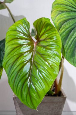 Philodendron plowmanii, Ekvador ve Peru 'dan gelen büyüleyici bir sürüngen filodendronudur. Burada bir ev bitkisi olarak yetişiyor ve parlak yeşil bir yaprağı var.