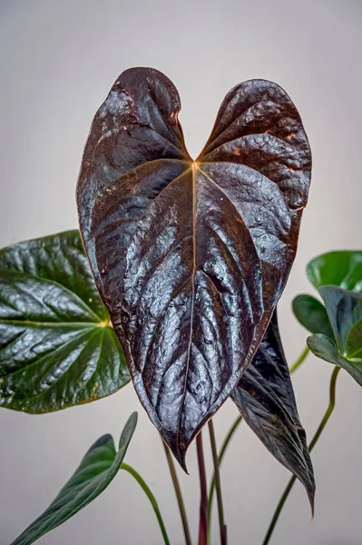Anthurium Chamberlainii Unusual Rare Aroid Plant Dramatic Veined Foliage New — Stock Photo, Image