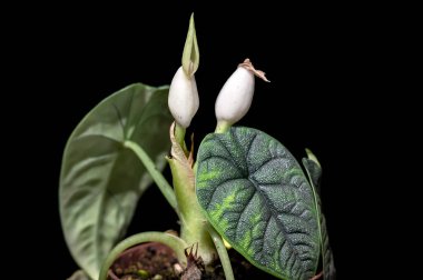 İki çiçekli Alocasia melo. Alocasia melo, tropikal bir bitki ve alışılmadık dokulu yaprakları olan aroid familyasının bir üyesidir.
