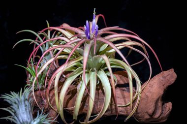 Air plant Tillandsia capitata, a type of bromeliad plant, starting to flower, with purple flowers on the top of the plant. Focus is on the flower clipart