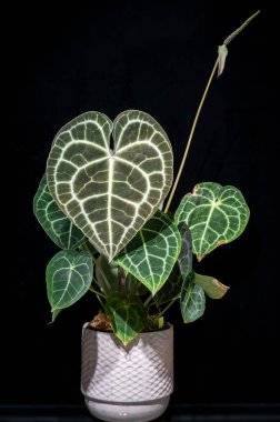 Aroid familyasından tropik bir bitki olan Anthurium clarinervium 'da yeni bir kalp şeklinde yaprak ortaya çıkar.