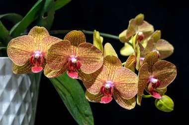 Güzel bir falaenopsis melez orkide çiçeği. Sarı taban rengi, turuncu kırmızı benekler ve işaretler.. 