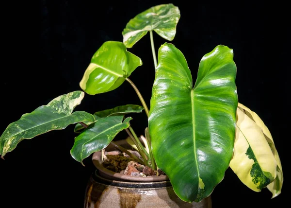 Philodendron Burle Marx, çeşitlilik, tropikal aroid bitkisi.