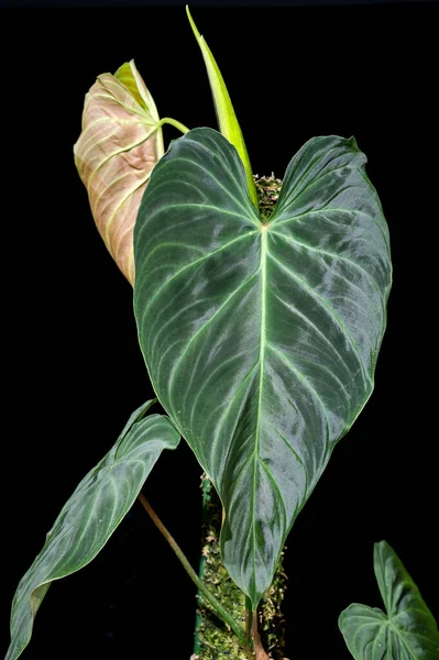 Philodendron Splendidは Philodendron Verrucosum Melanoochrysumを交配して作られたハイブリッド植物です 大きなハート型のリブ状の葉をしています — ストック写真