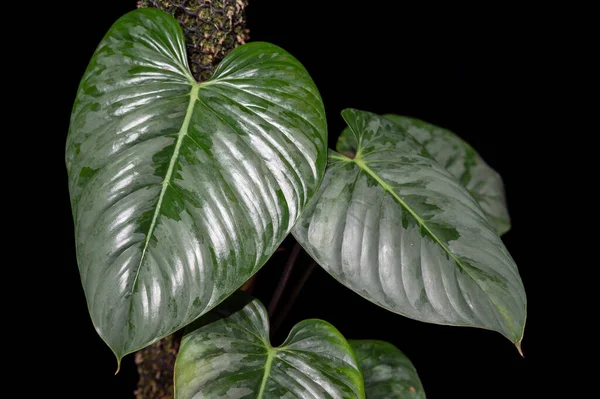 Philodendron Sodiroi Kiipeilevä Trooppinen Aroid Kasvi Sydämen Muotoinen Lehdet Hopeanhohtoinen — kuvapankkivalokuva