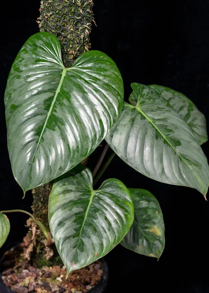 Philodendron Sodiroi Climbing Tropical Aroid Plant Heart Shaped Leaves Silvery — Stock Photo, Image