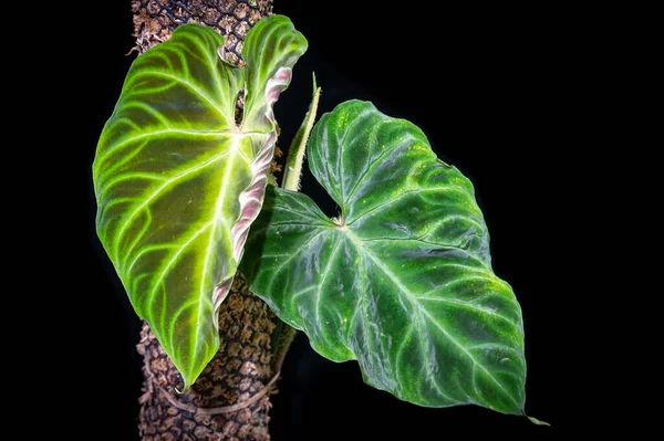 Filodendron Verrucosum Trooppisen Aroid Perheen Jäsen Jolla Kauniisti Kuvioidut Lehdet — kuvapankkivalokuva