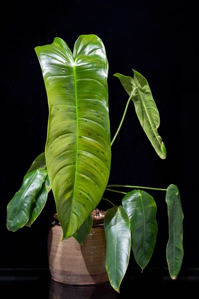 Philodendron Sharoniae, uzun yapraklı tropikal bir aroid bitkisi. Bu bir tırmanma, sarmaşık bitkisi.