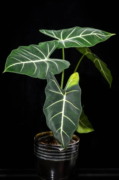 stock image Alocasia 'Frydek' or Green Velvet Alocasia, an aroid with dark green velvety leaves and bold white ribs