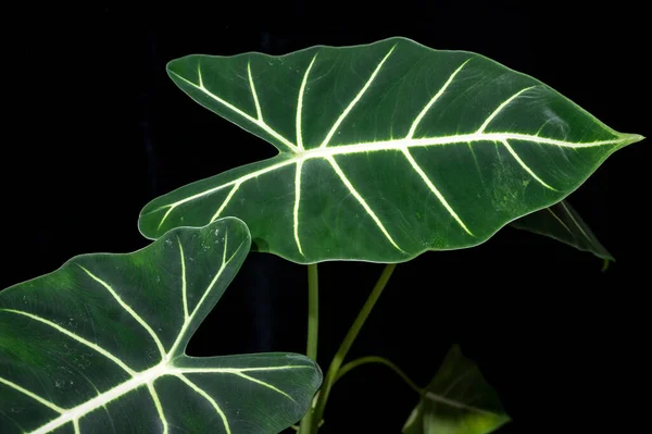 アロカシア フライデッキ または緑のベルベットアロカシア 濃い緑のベルベットの葉と大胆な白い肋骨を持つアロカシア — ストック写真