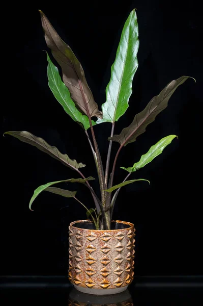 Alocasia Lauterbachiana, önü yeşil, arkası kırmızımsı mor uzun ve dik yaprakları olan sağlam bir bitkidir. Yapraklar dalgalı. Bu bir aroid bitkisi.