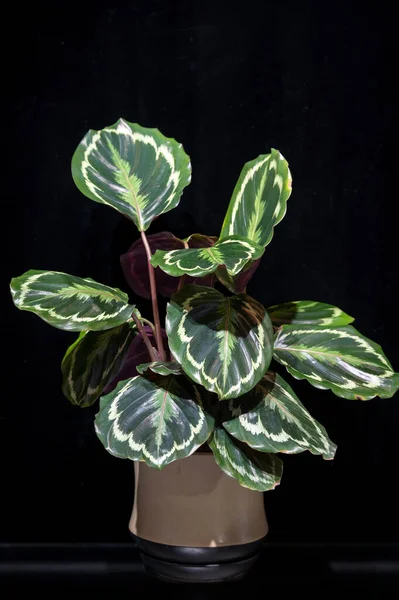 Calathea Medallion (Calathea veitchiana), Brezilya kökenli bir bitki türü. Dekoratif yaprakların arkası mor..