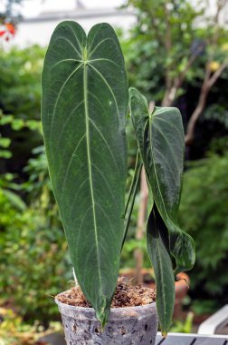 Ekvador 'dan tropikal bir aroid bitkisi olan Anthurium warocqueanum Esmeralda