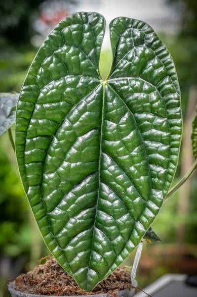 Anthurium Luxurians Kuuluu Araceae Perheeseen Joka Kotoisin Ecuadorin Kolumbian Alankometsistä — kuvapankkivalokuva