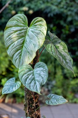Philodendron Majestic, kalp şeklinde yaprakları ve gümüş çeşitliliği olan tropikal bir aroid bitkisi. Bu Philodendron Sodiroi ve P. Verrucosum 'un karışımıdır.