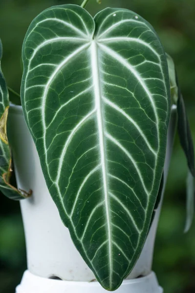 Anthurium Villeanorum Rare Exotic Aroid Plant Dark Green Leaves White — Stock Photo, Image
